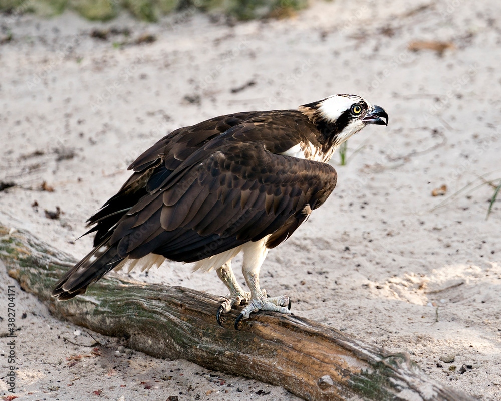 Fototapeta premium Osprey Photo stocks. Osprey close-up profile view perched on a log, with a sand background displaying brown feathers, wings, in its environment and habitat. Picture. Image. Portrait.