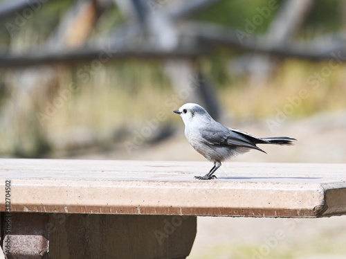 Gray Jay on Table
