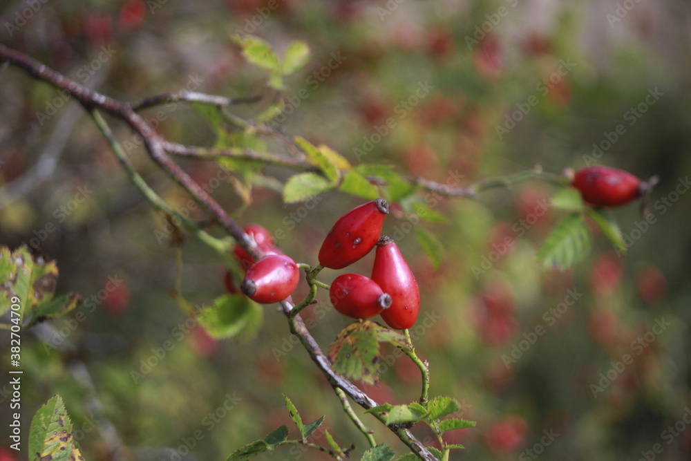red berries on a branch red berries on a branch