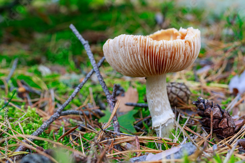 Poisonous mushrooms growing in a coniferous forest. Colorful toadstools in the grass.