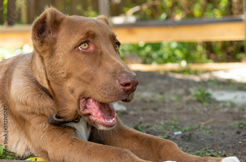 Wallpaper Mural Young Middle Asian Shepherd dog lying, portrait Torontodigital.ca