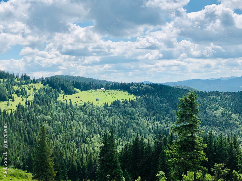 forest in the mountains