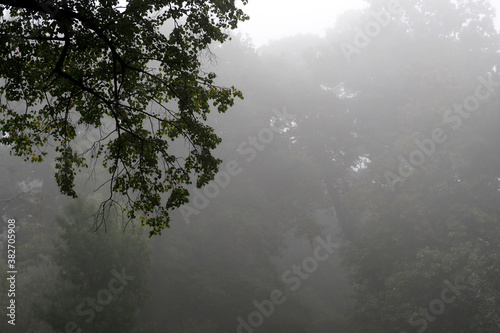 tree branch with green leaves on the background of a misty forest in the early morning