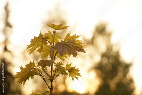 young maple leaves in the sunset sun