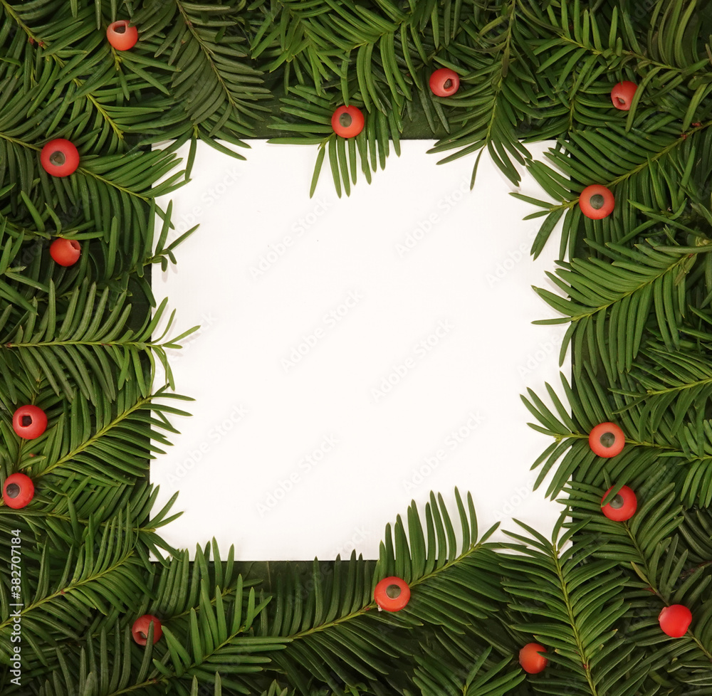 Yew Taxus baccata branch and cone fruits text frame border background Yew Taxus baccata branch and cone fruits text frame border background