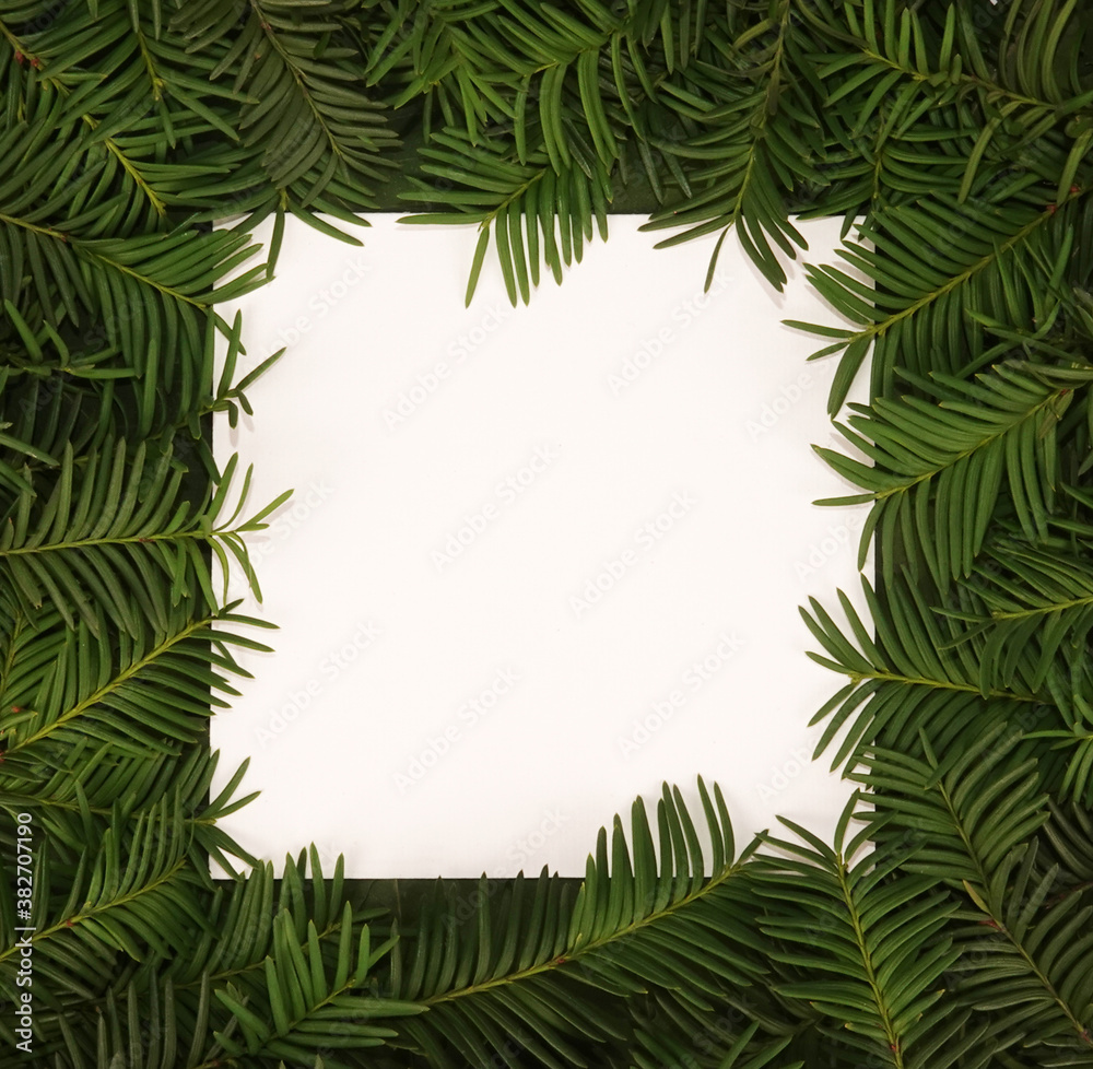Conifer branches beautiful text frame evergreen foliage border background