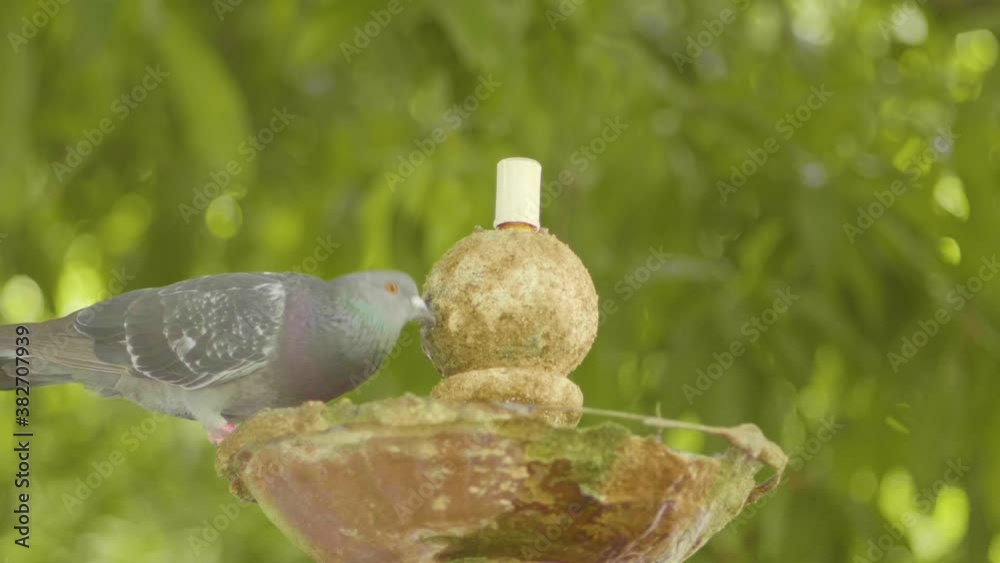 Pigeons Drinking Water From a Fountain in a Public Park in Slow Motion
