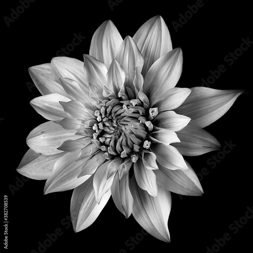Fototapeta Naklejka Na Ścianę i Meble -  Black and white image of a dahlia flower on a black background