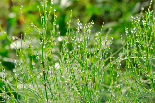 horsetail green grass with dewdrops, morning dew drops on a stalk of horsetail