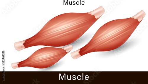 Anatomy of Human muscle. physiology of the muscular system. Muscle workout. exercise and muscle.  the detailed structure of the Muscular system vector illustration. photo
