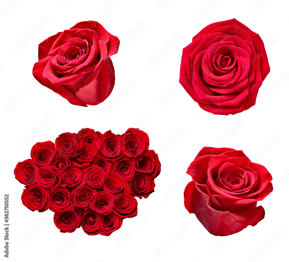 flower rose petal blosspm background flower rose petal blosspm background