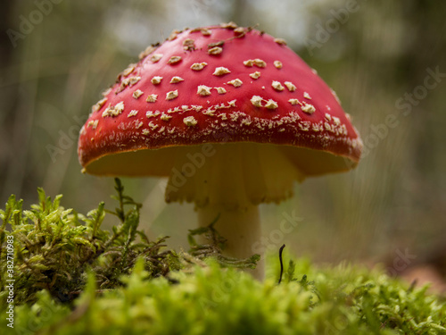 polskie lasy grzyby muchomor czerwony  © Magdalena