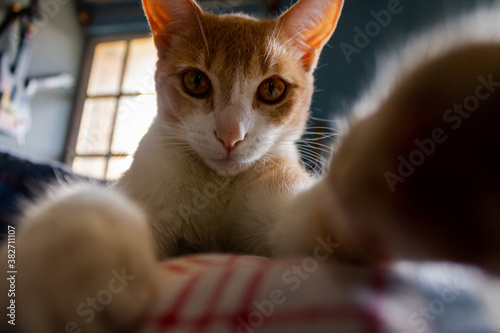 Chilling brown and white cat taking a selfie