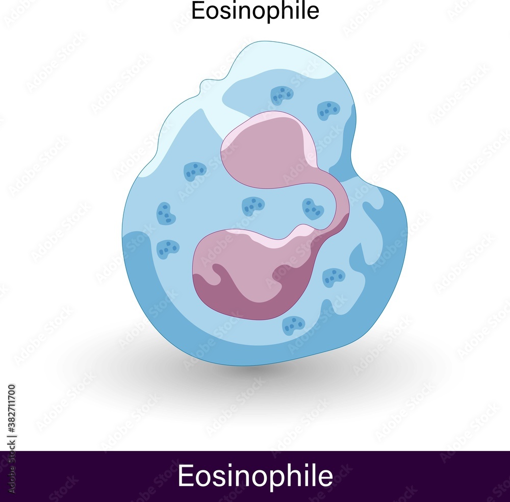 labelled structure of Eosinophile. immune cell. cells of the immune system. anatomy of eosinophile. Graphic of eosinophile. a white blood cell. the cell of bone marrow through hematopoiesis,. labelled structure of Eosinophile. immune cell. cells of the immune system. anatomy of eosinophile. Graphic of eosinophile. a white blood cell. the cell of bone marrow through hematopoiesis,.