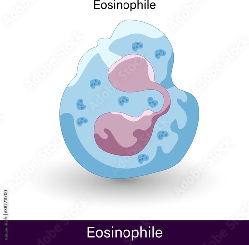 labelled structure of Eosinophile. immune cell. cells of the immune system. anatomy of eosinophile. Graphic of eosinophile. a white blood cell. the cell of bone marrow through hematopoiesis,. photo