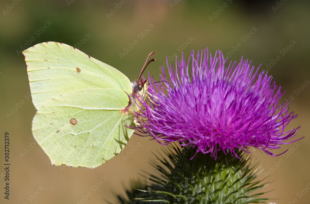 Common Brimstone Butterfly on a Spear Thistle Common Brimstone Butterfly on a Spear Thistle