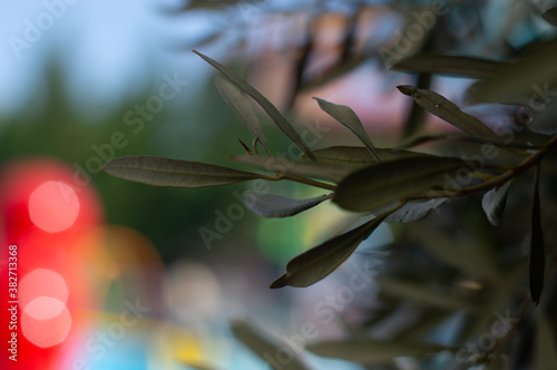 green leaves of olive tree