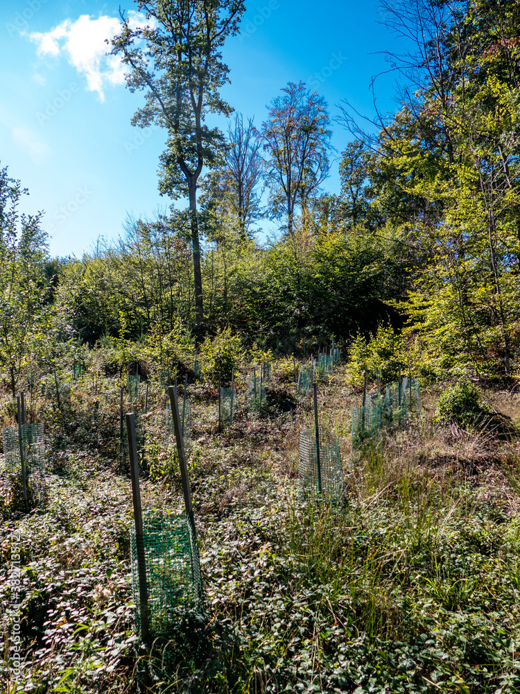 Aufforstung durch Neuanpflanzung im Mischwald Aufforstung durch Neuanpflanzung im Mischwald