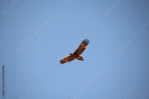 Low angle shot of a hawk flying on a clear blue sky photo