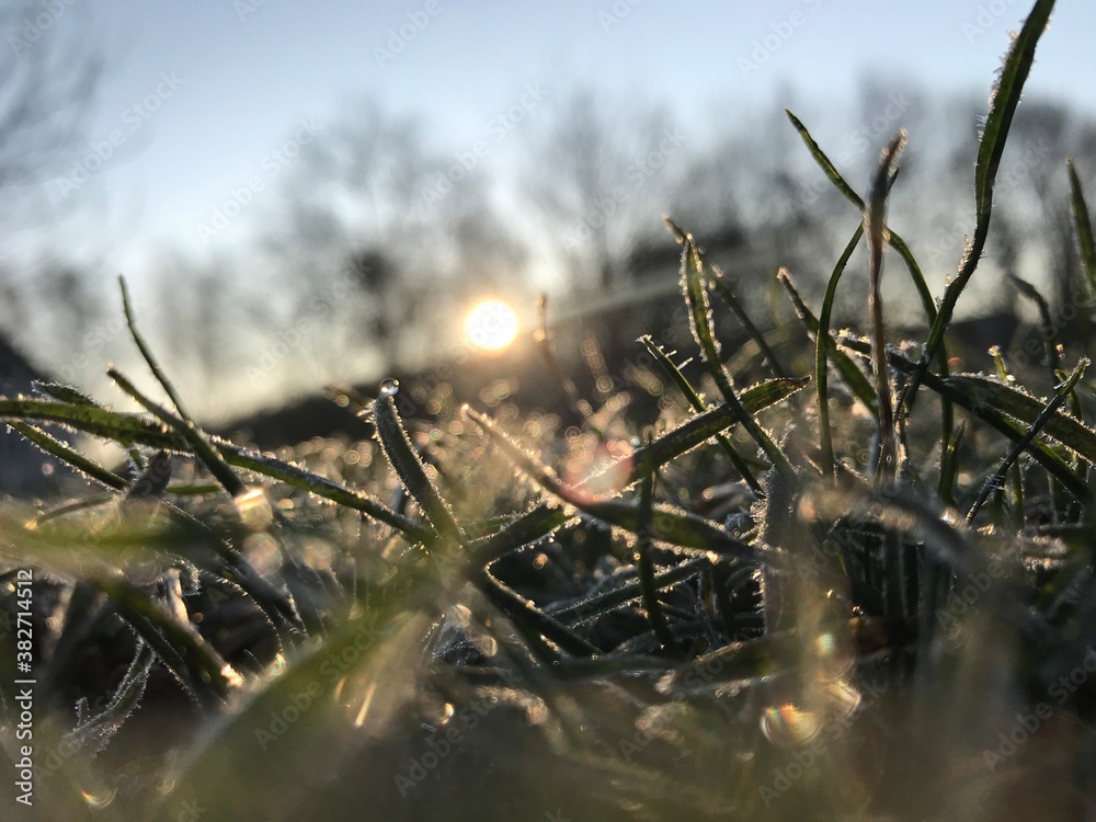 Fototapeta premium grass in the water
