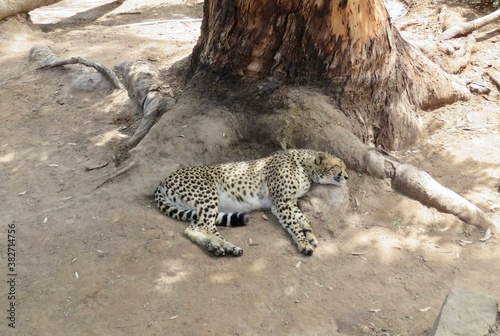 Fototapeta Naklejka Na Ścianę i Meble -  leopard in a zoo