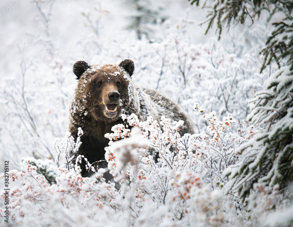 Grizzly bear in the snow
