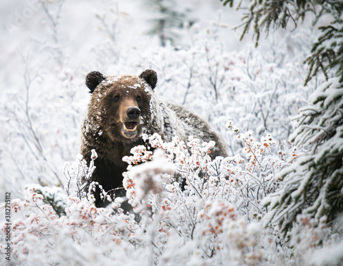 Obraz na płótnie Grizzly bear in the snow w salonie