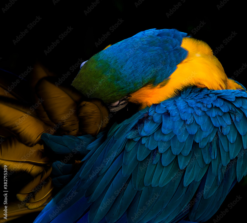 Fototapeta premium blue and yellow macaw