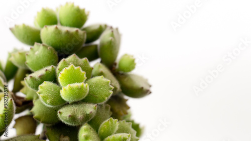 Primer plano frontal sobre un fondo blanco e iluminado de pequeñas hojas de Cotyledon tomentos planta suculenta conocida también cómo garritas de oso. 