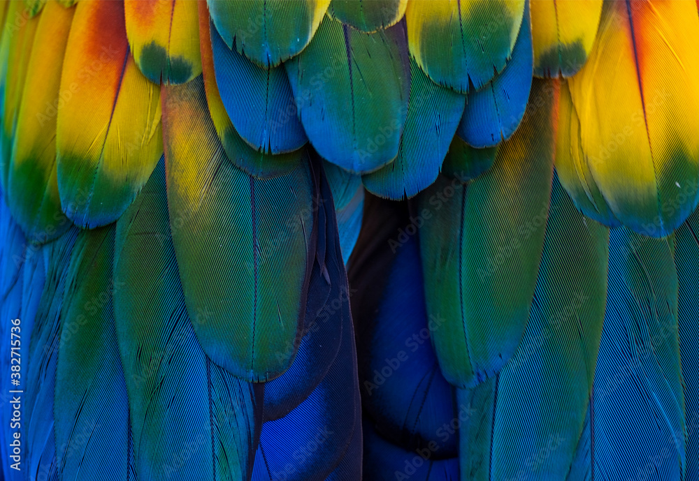 Fototapeta premium blue and yellow macaw