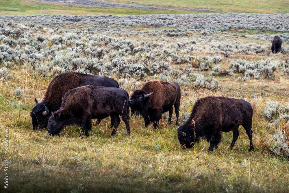 Bison at Yellowstone
Bison at Yellowstone