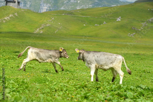 Almleben. Kühe und Kälber auf der Almweide