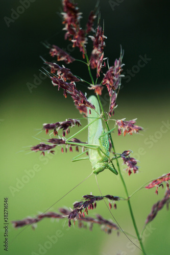Green grasshopper on a meadow © Suzana