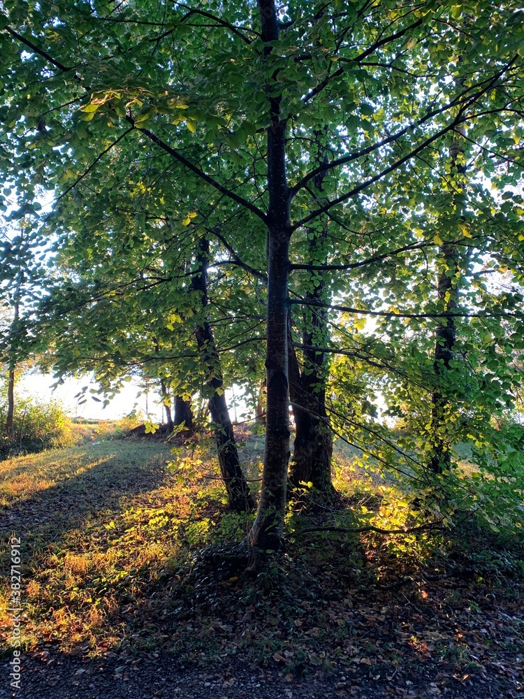Fototapeta premium autumn in the forest