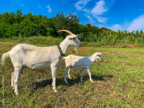 Fototapeta Naklejka Na Ścianę i Meble -  A goat with a small kid on a pasture on a summer sunny day on the green grass