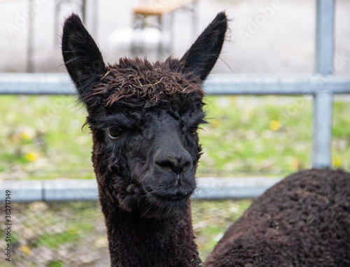 Side view of a head of an alpaca with black fur