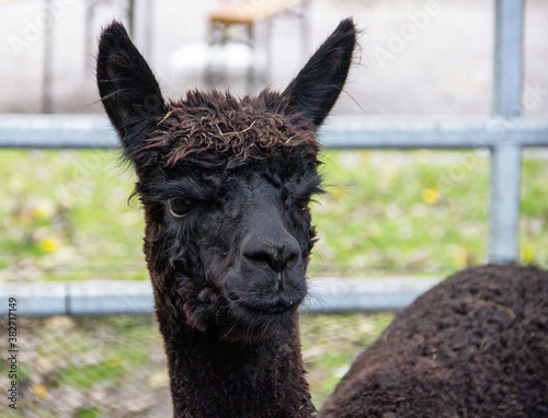 Side view of a head of an alpaca with black fur