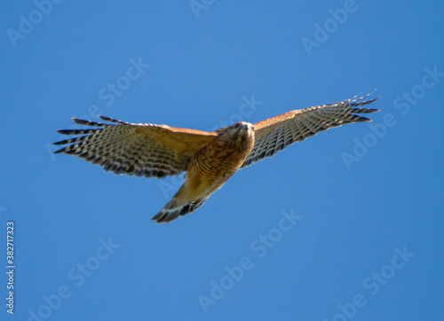 Red-Shouldered Hawk in Flight