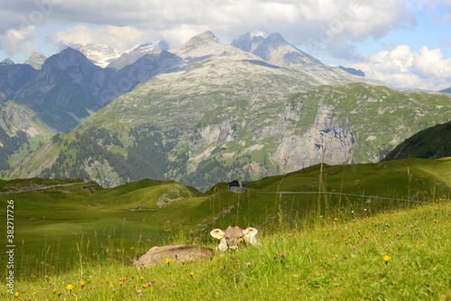 Almleben. Kühe und Kälber auf der Almweide photo