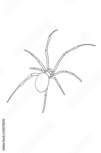 Sketch of a Black Widow Spider in black and white. White background. Isolated