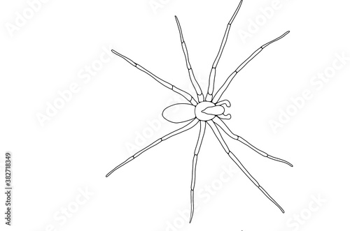 Sketch of a Brown Recluse Spider in black and white. White background. Isolated