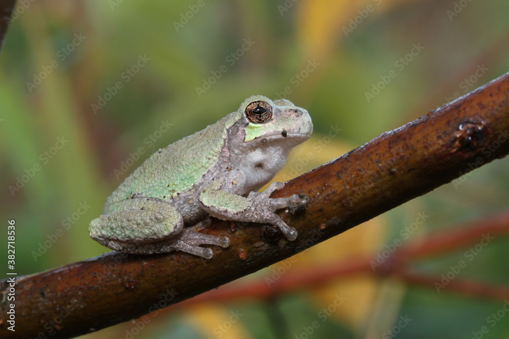 Juvenile gray treefrog (Hyla versicolor) sitting on a tree branch. Juvenile gray treefrog (Hyla versicolor) sitting on a tree branch.