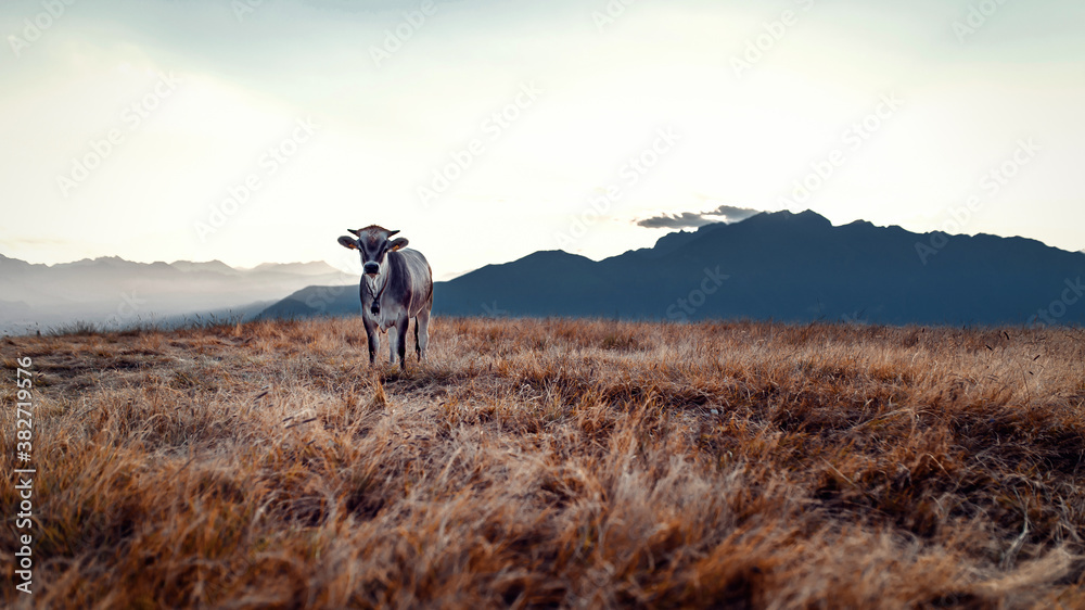 cow in the mountain