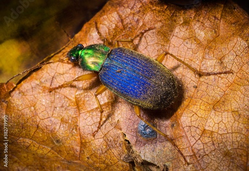 This detailed macro image shows a top view of a vivid metallic ground beetle (Chlaenius) sitting onto a leaf. photo