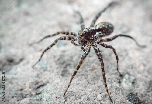 Spider with long legs on a gray stone, macro photo