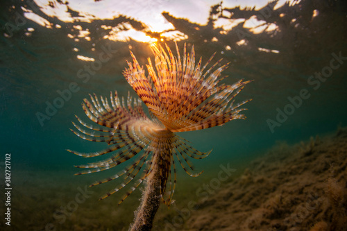 A pencil worm alone on a rock in Ayvalık