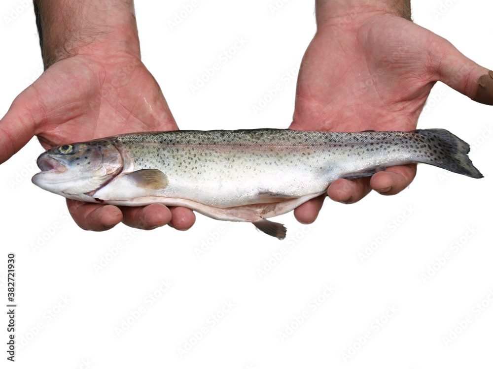 Gutted rainbow trout held in two hands against a white background Gutted rainbow trout held in two hands against a white background