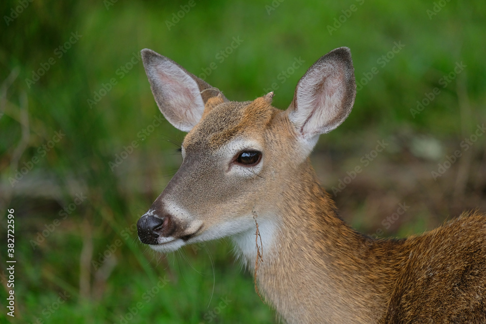 Extreme buck close up showing his antlers just starting to emerge Extreme buck close up showing his antlers just starting to emerge