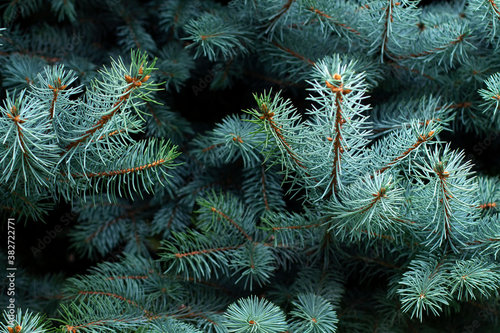 Blue fir background. Spruce tree background. Pine tree pattern. Christmas background. Blue fir tree. Shallow depth of field