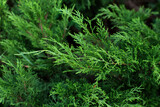 Closeup fresh green christmas leaves, branches of thuja trees on green background. Thuya twig occidentalis, evergreen coniferous tree. Chinese thuja.